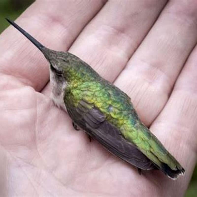 In what position do hummingbirds sleep?