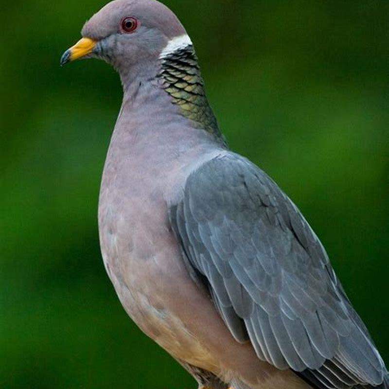Is a band-tailed pigeon a dove?