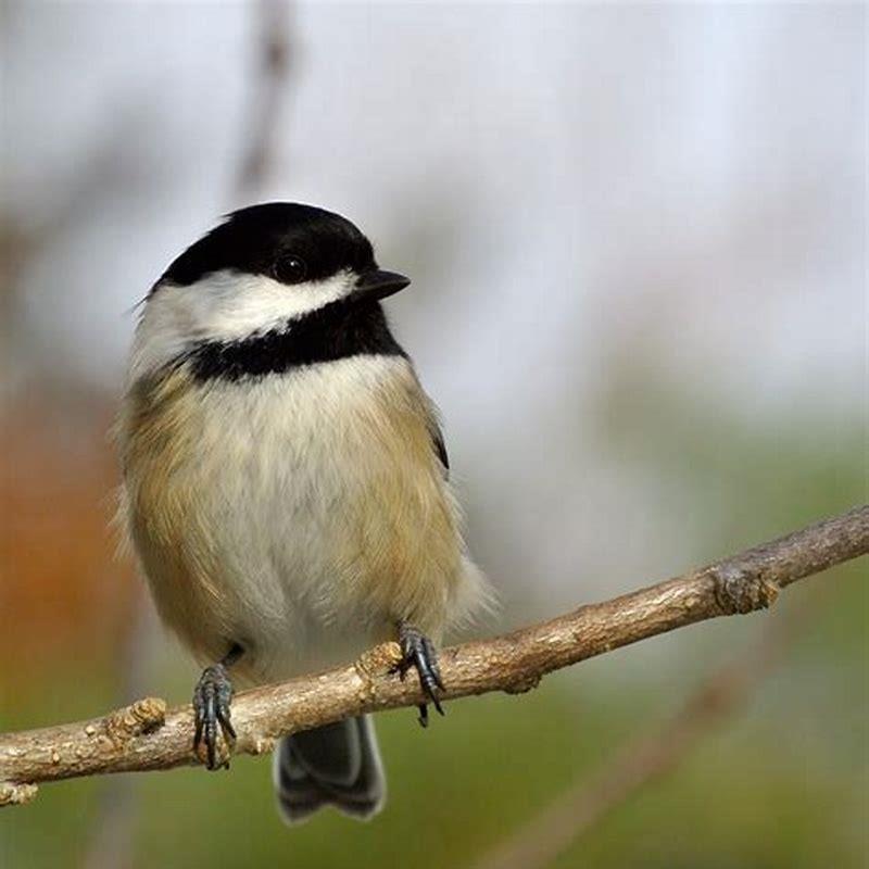 Is a Black-capped Chickadee a sparrow?