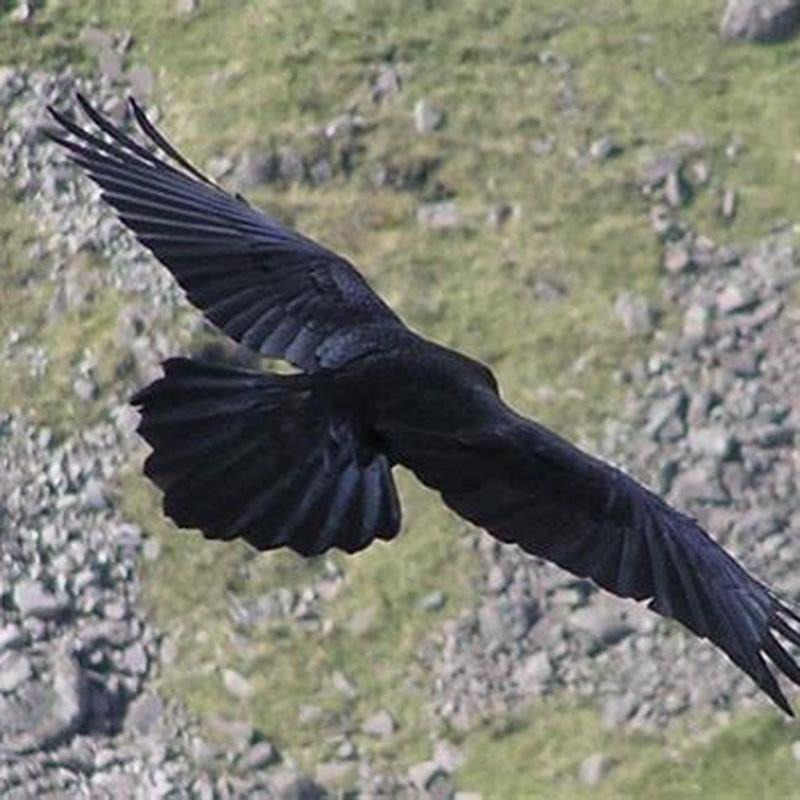 Is a Blackbird a good omen?