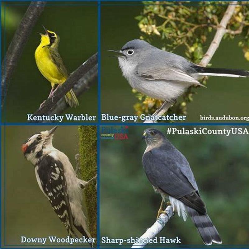 Is a blue-gray gnatcatcher a warbler?