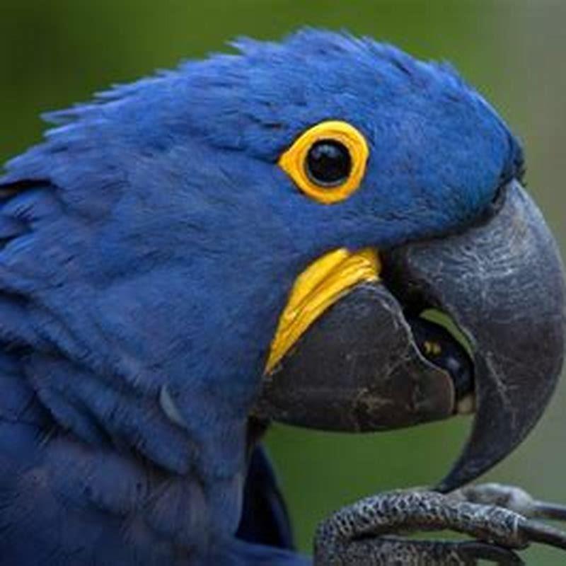 Is a blue macaw a good pet?