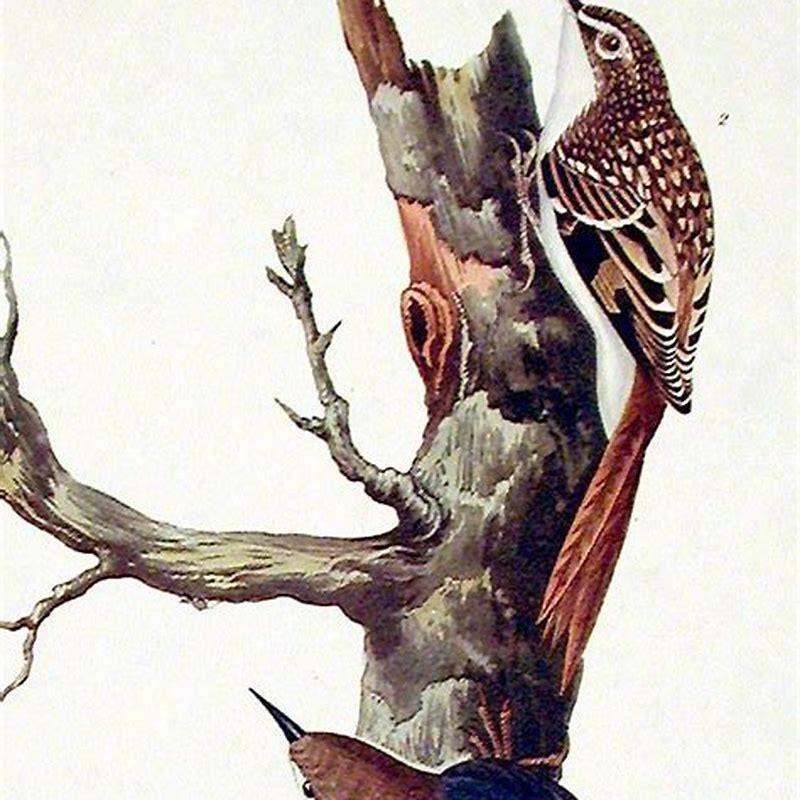 Is a brown creeper a nuthatch?
