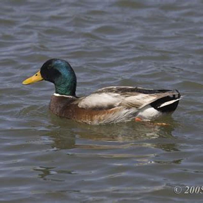 Is a canvasback bigger than a mallard?