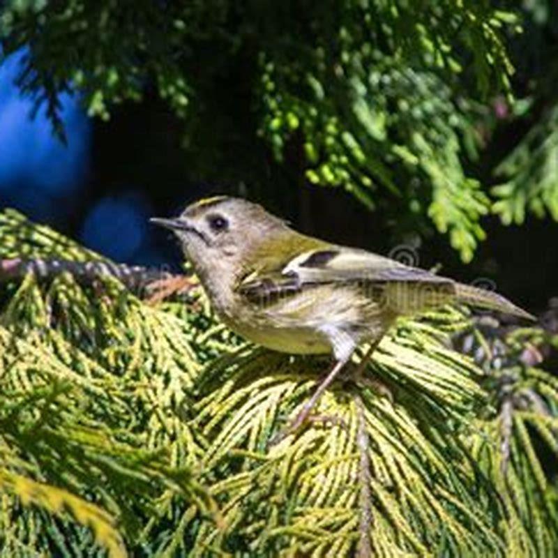 Is a Goldcrest the same as a kinglet?