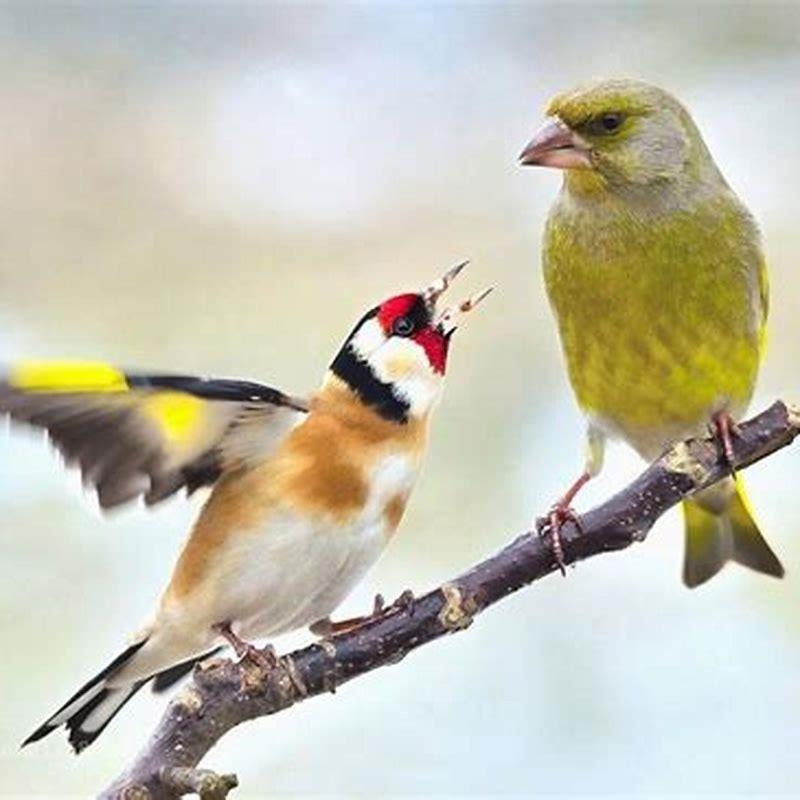 Is a greenfinch bigger than a goldfinch?