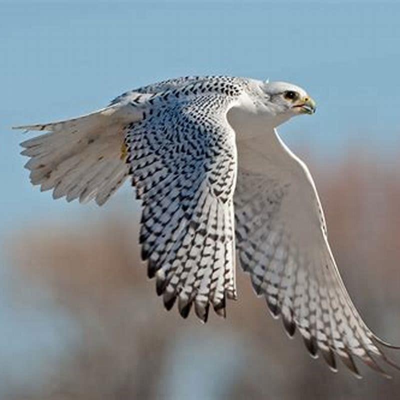 Is a Gyrfalcon rare?