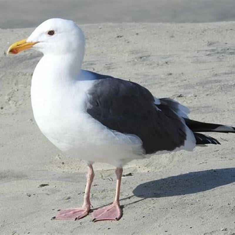 Is a Kittiwake a seagull?