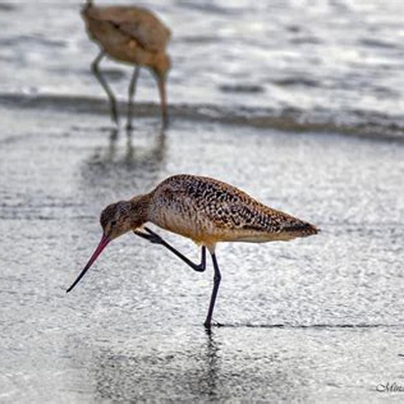 Is a marbled godwit a sandpiper?