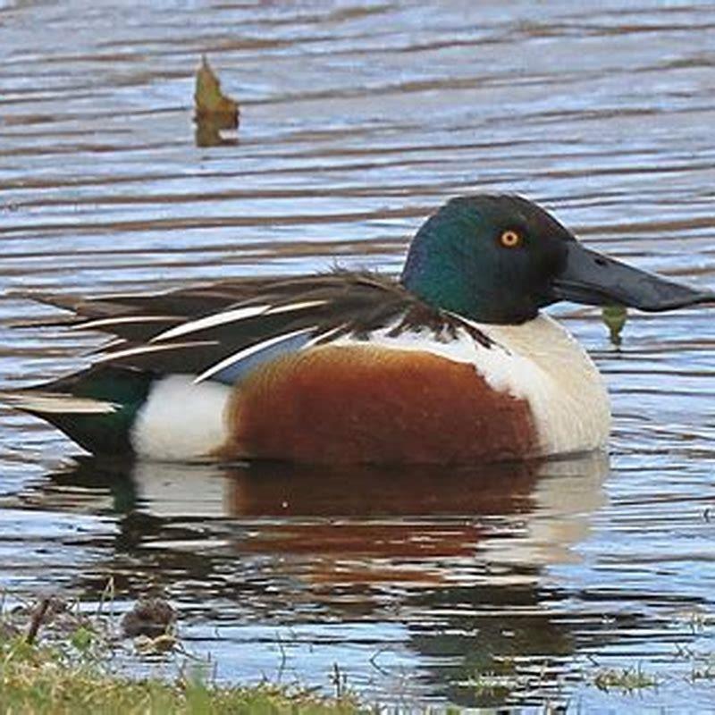 Is a northern shoveler rare?