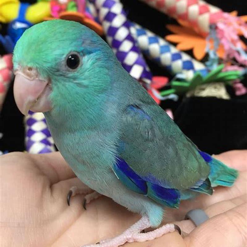 Is a parrotlet a parakeet?
