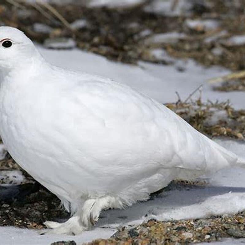 Is a ptarmigan a pigeon?