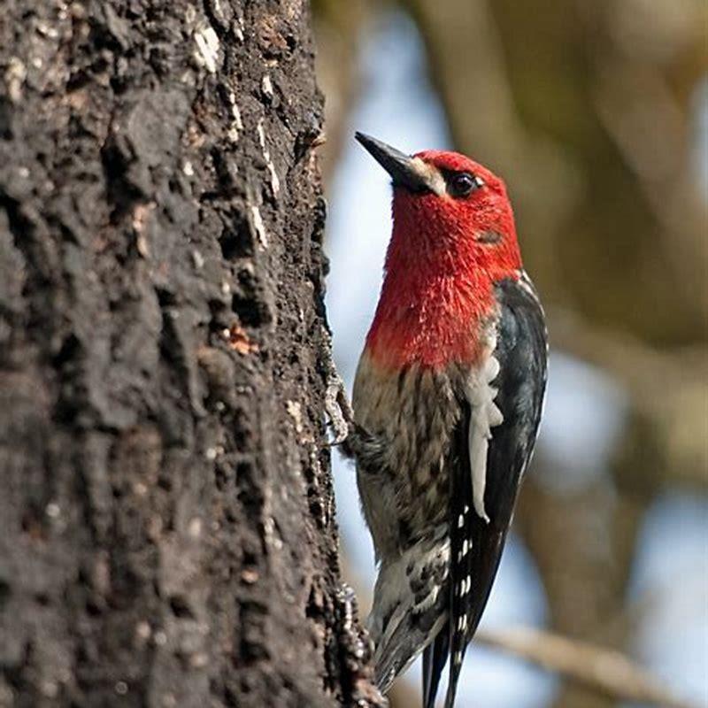 Is a red bellied sapsucker a woodpecker?