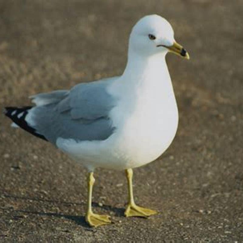 Is a Ring-billed Gull a seagull?