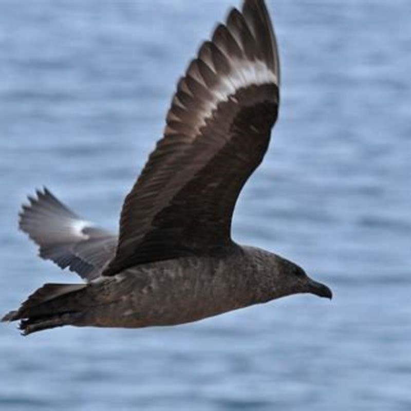 Is a skua a seagull?