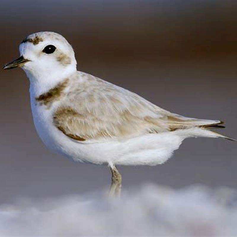 Is a snowy plover a sandpiper?