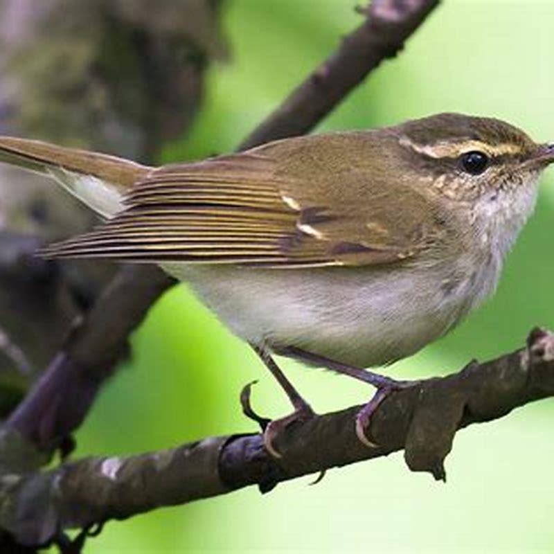 Is a warbler rare?