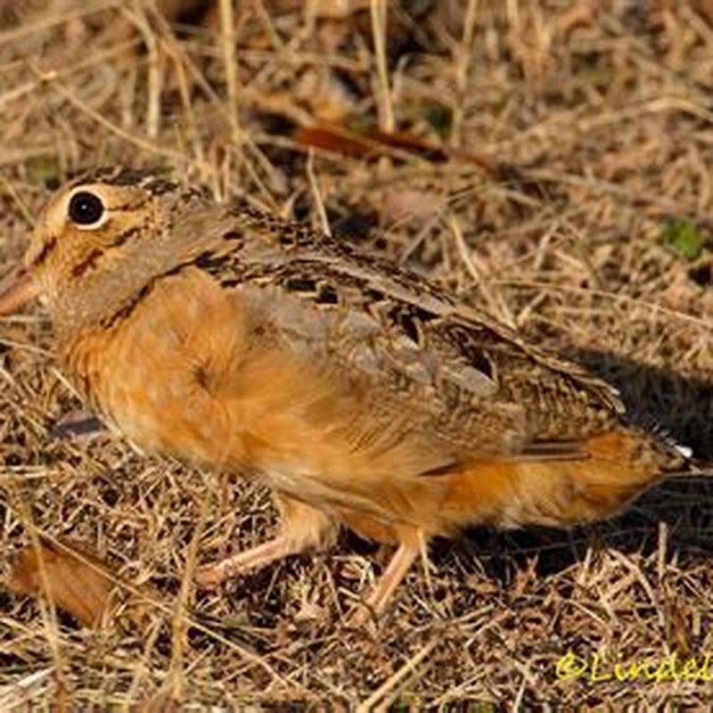 Is a woodcock a game bird?