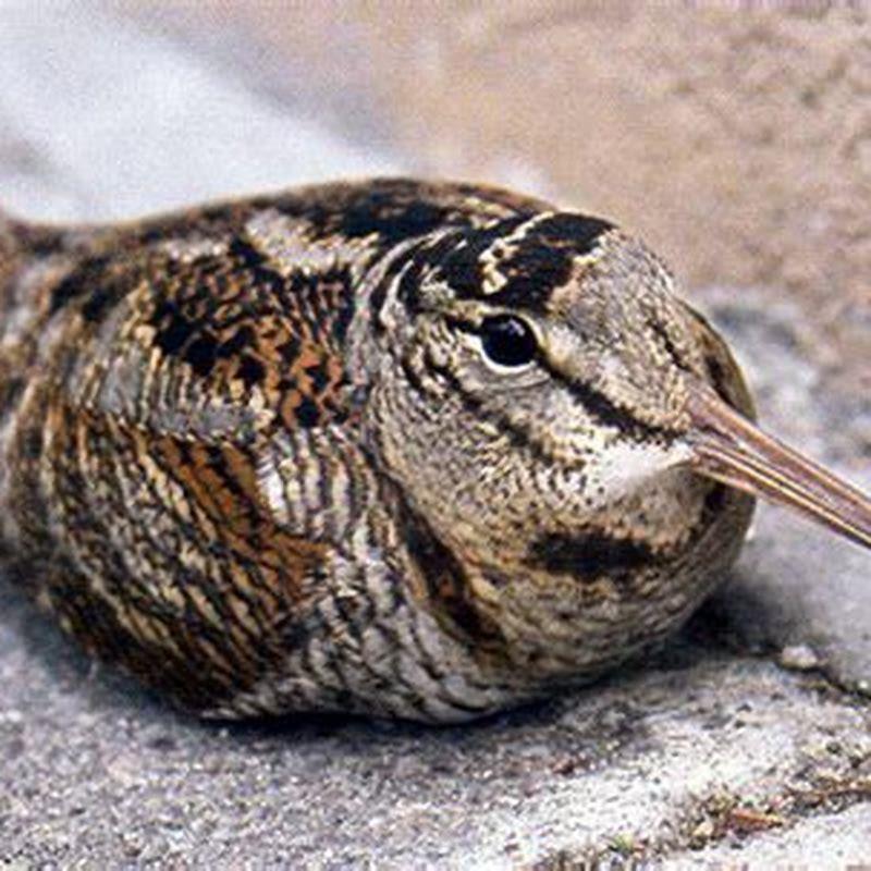 Is a woodcock a pigeon?