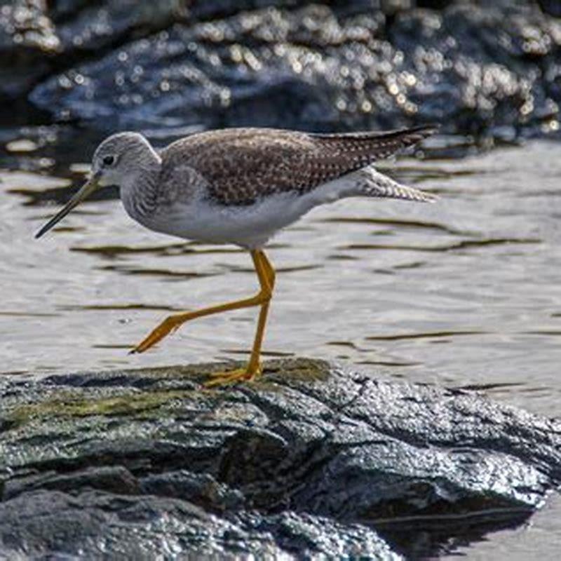 Is A Yellowlegs A Sandpiper DIY Seattle why-are-manufacturing-jobs-in-china-tom-liberman