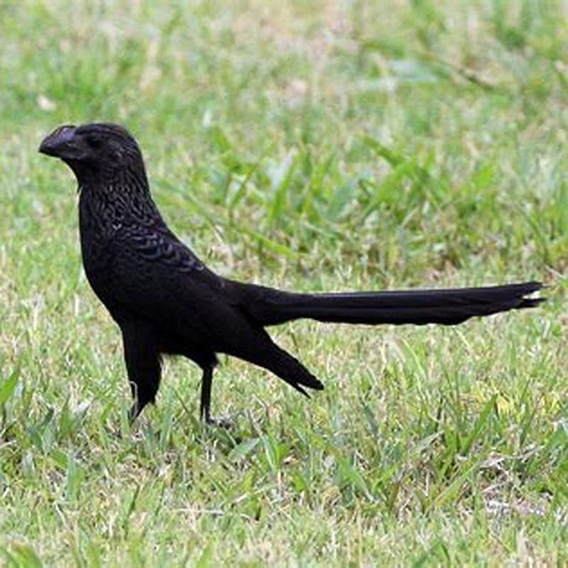 Is ani a black bird?