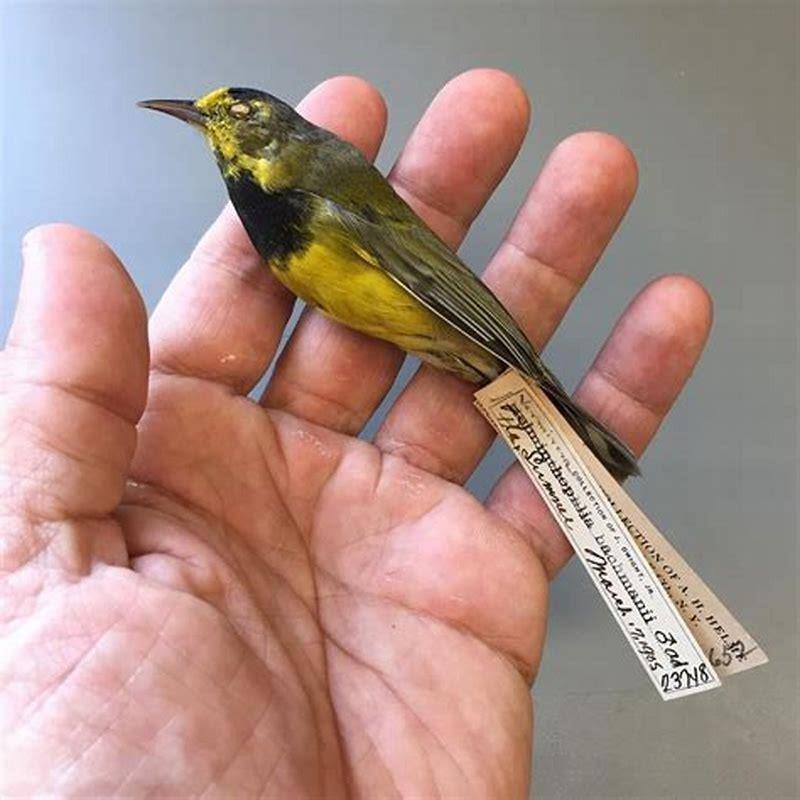 Is Bachman’s warbler extinct?
