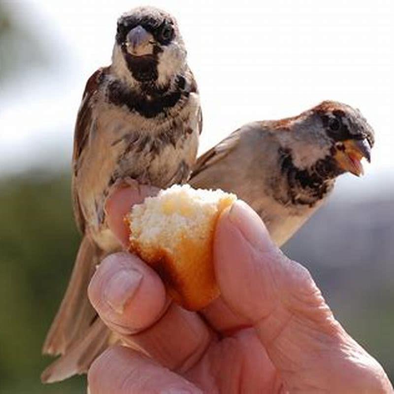 is-bread-harmful-to-birds-diy-seattle