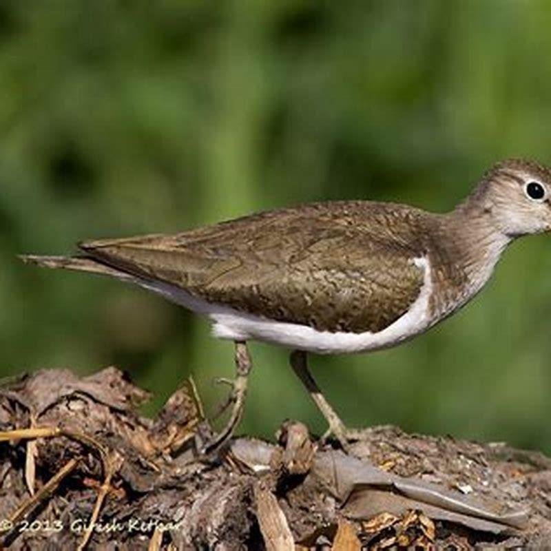 Is common sandpiper a migratory bird?
