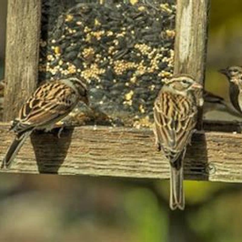 Is corn good for wild birds?