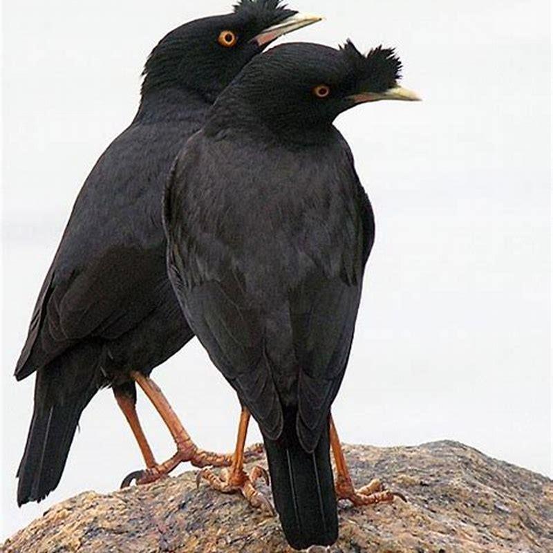 Is crested myna endangered?