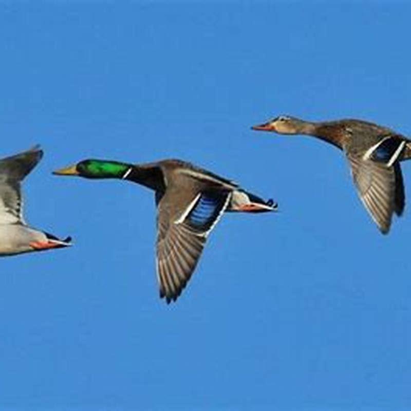 Is duck a migratory bird?