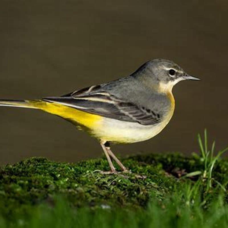 Is GREY wagtail rare?