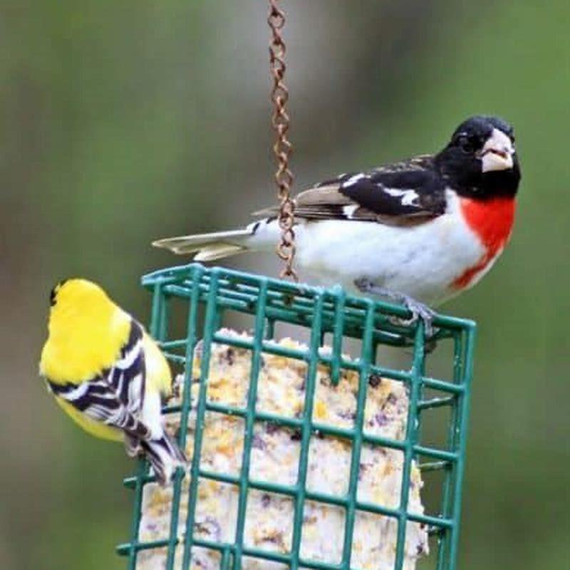 is-homemade-suet-bad-for-birds-diy-seattle