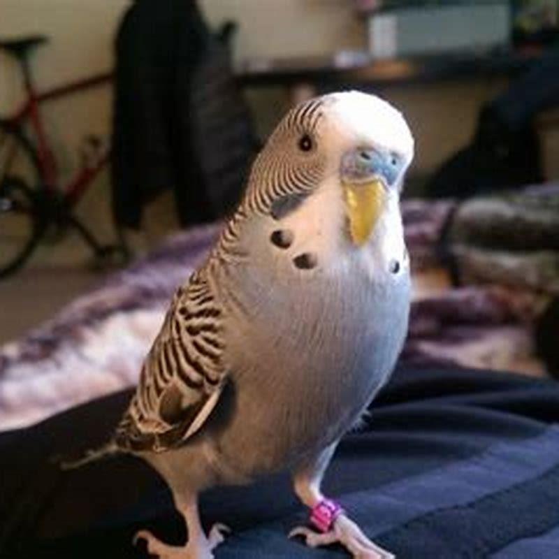 Is it cruel to keep budgies as pets? - DIY Seattle