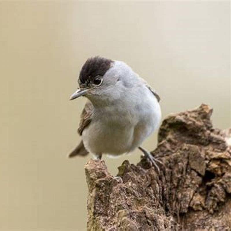 Is it illegal to keep native birds?