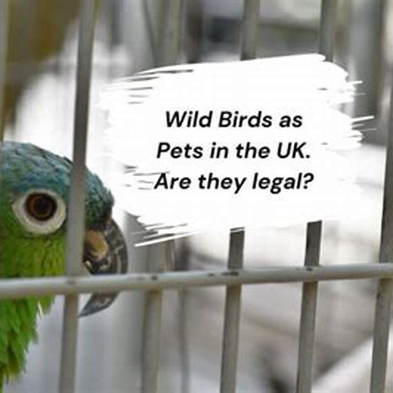 Is it illegal to keep wild birds as pets UK?