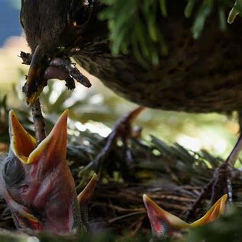 Is it nesting season for birds?