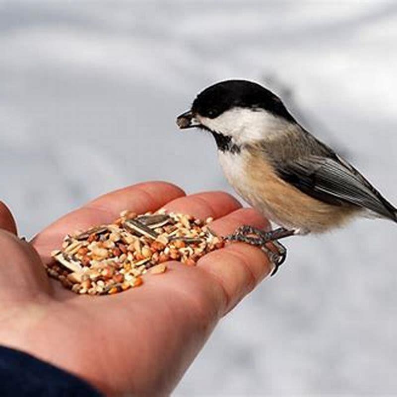 Is it OK to feed birds now?