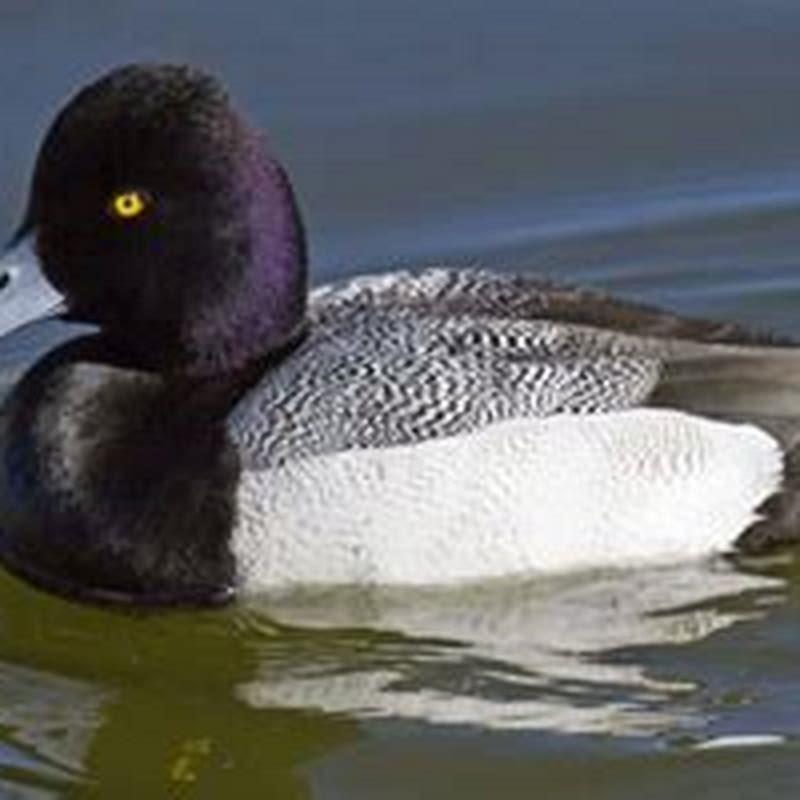 Is lesser scaup rare?