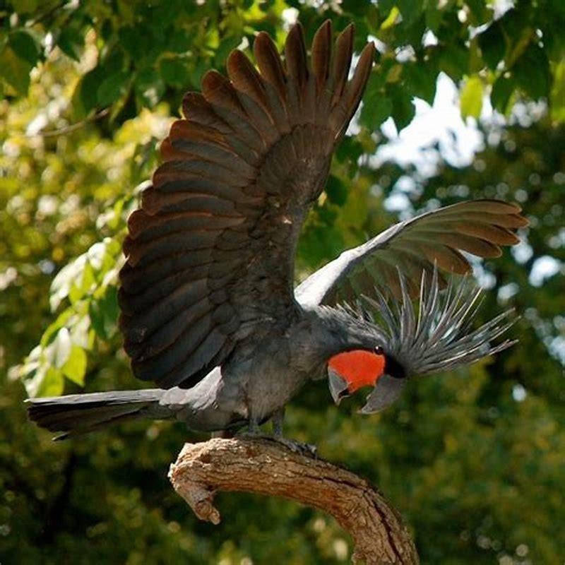 Is palm cockatoo endangered?