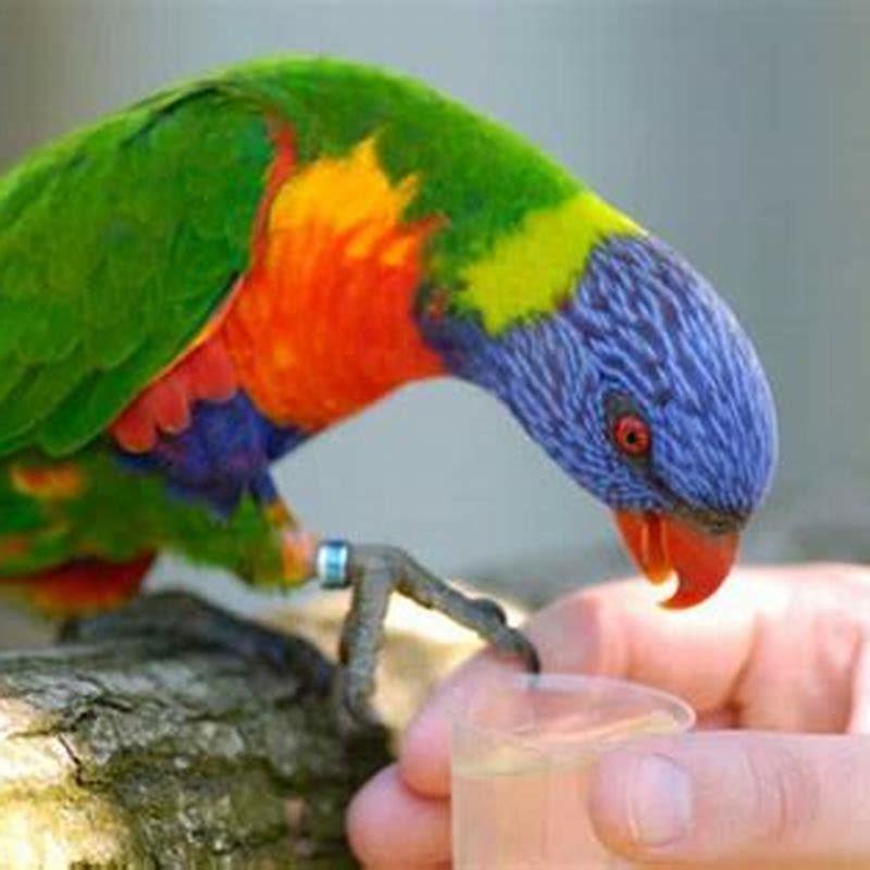 Is parrots and lorikeets the same?