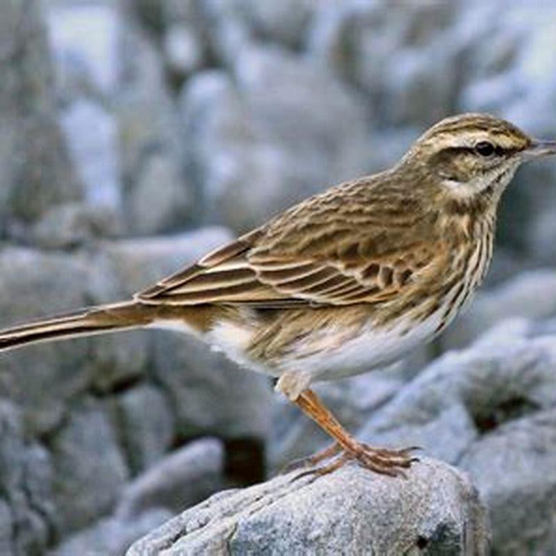 Is pipit a bird?