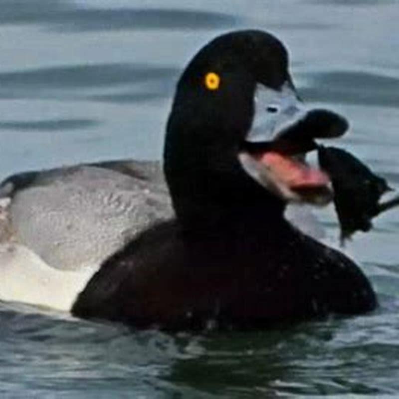 Is scaup good eating?