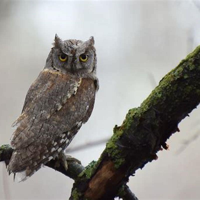 Is scops owl rare?