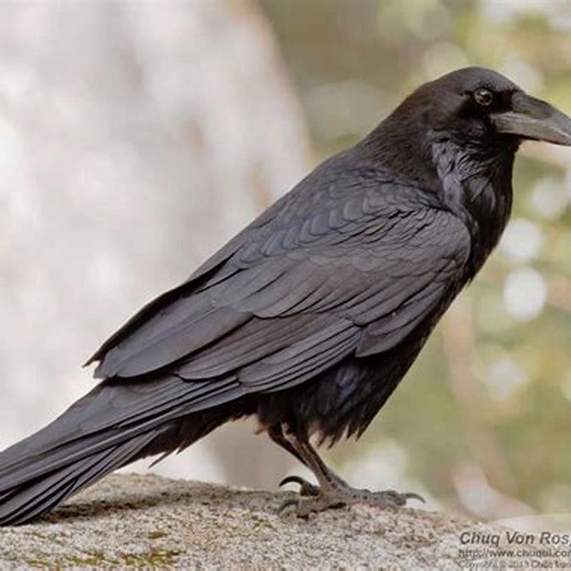 Is the American crow a raven?