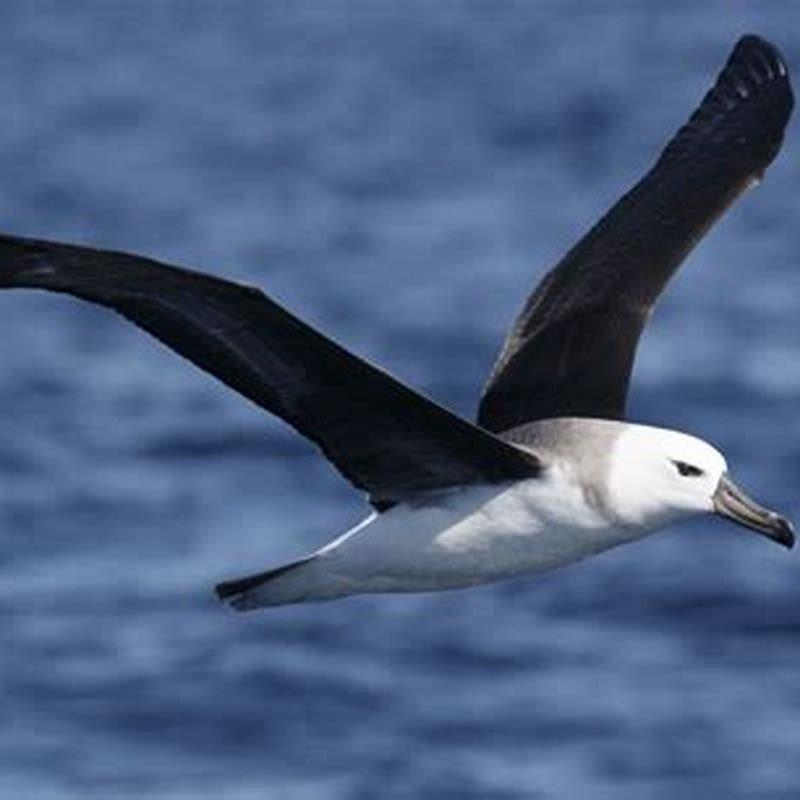 Is the black-browed albatross endangered?