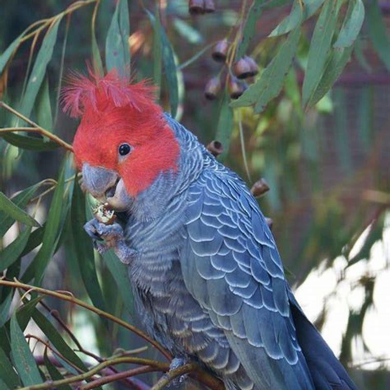 Is the Gang-gang Cockatoo native to Australia?