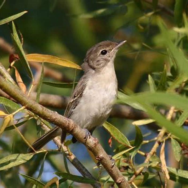 Is the least Bell's vireo endangered? - DIY Seattle