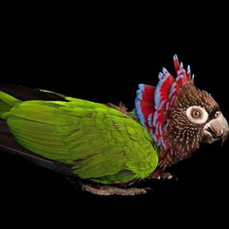 Is the red fan parrot endangered?