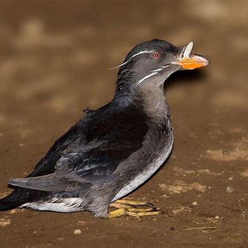 Is the rhinoceros auklet a puffin? - DIY Seattle